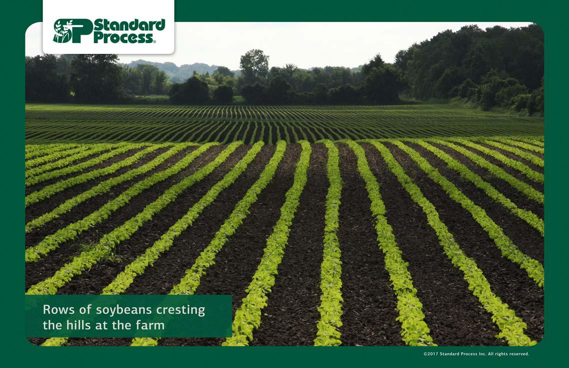 sp-field Standard Process Supplements